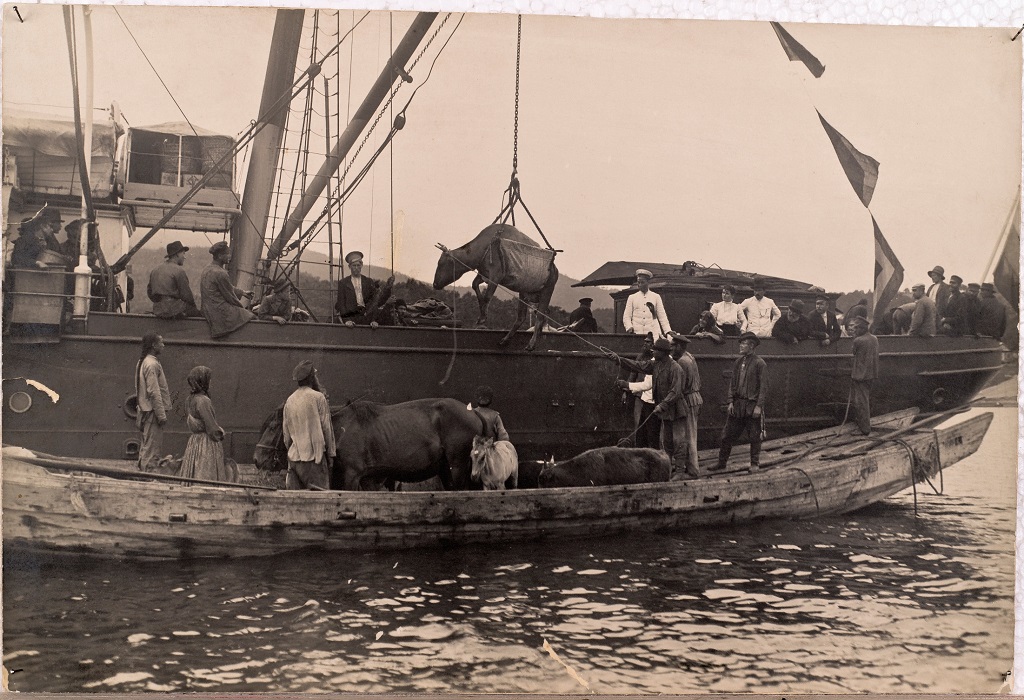 Выгрузка скота переселенцами с парохода. Приморская область, 1900 год